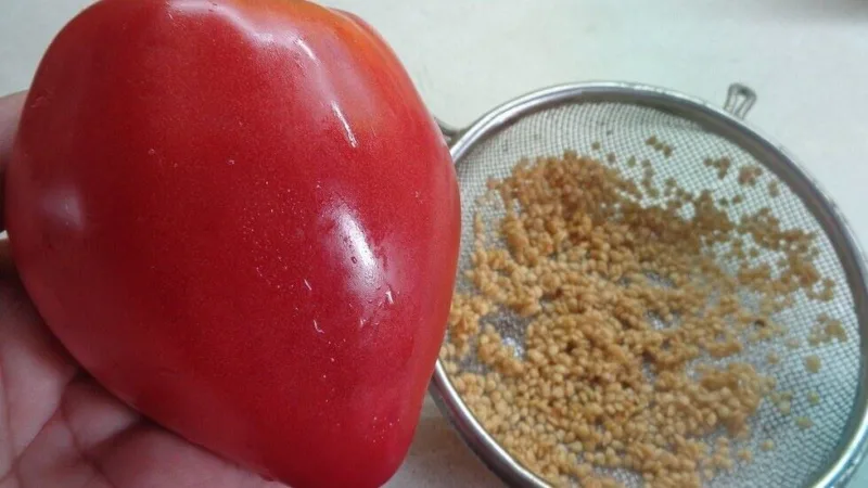 Як зібрати насіння помідорів зі свого городу